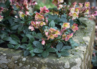 how to plant, grow & care for hellebores