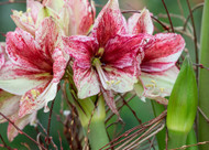 how to plant, grow & care for amaryllis