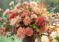 how to plant, grow & care for chrysanthemums