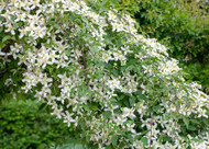 how to plant, grow & care for clematis