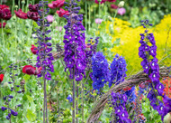 how to plant, grow & care for delphiniums