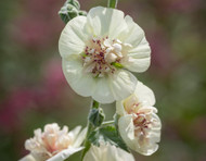how to plant, grow & care for hollyhocks