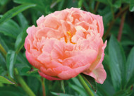 how to plant, grow & care for peonies