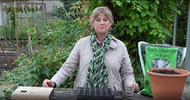 how to sow parsley seeds
