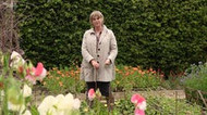 how to stake your annuals