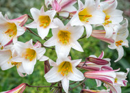 how to plant, grow & care for lilies