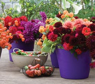 November in the garden