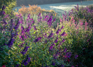 how to plant, grow & care for salvias