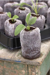 understanding types of plants and seeds