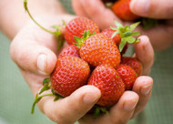 how to plant, grow & care for strawberries