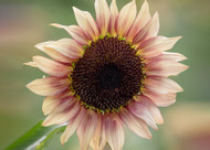 how to plant, grow & care for sunflowers