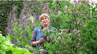 sweet peas: why sarah loves them and how to cut them
