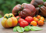 how to plant, grow & care for tomatoes