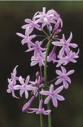 exotic bulbs for summer borders