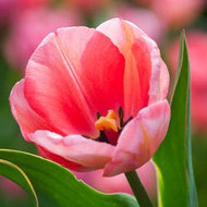 understanding the 15 different tulip groups