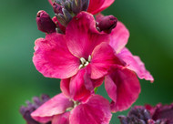 how to plant, grow & care for wallflowers