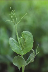 square inch gardening with charles dowding