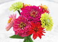 how to plant, grow & care for zinnias