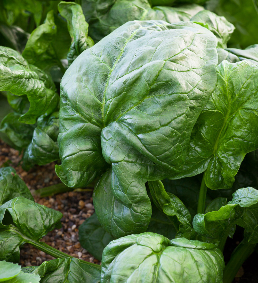 Buy Spinach 'Medania' Sarah Raven
