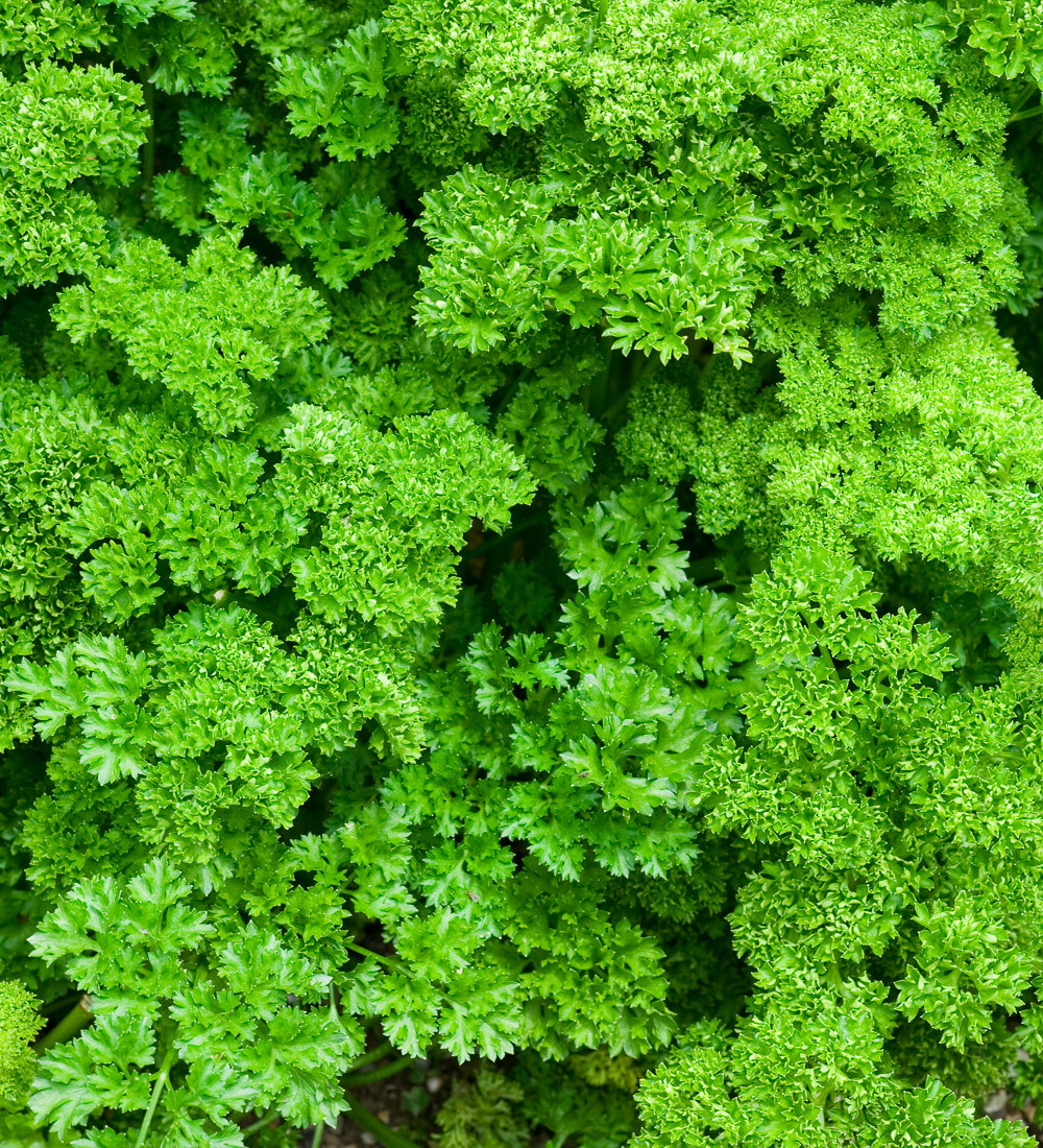 Buy Parsley 'Moss Curled' English Curly Parsley Sarah Raven