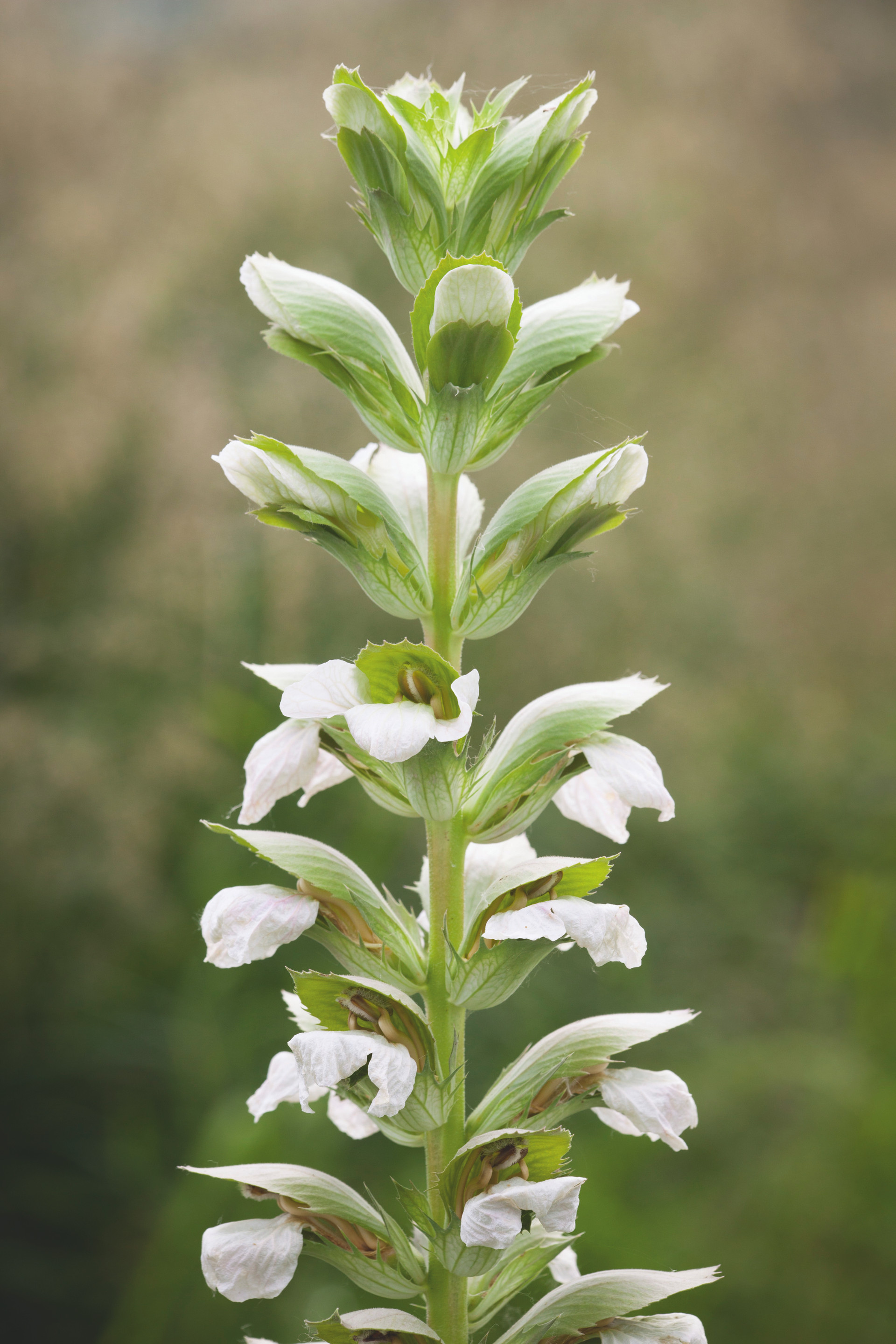 Buy Acanthus Mollis 'Rue Ledan' | Bear's Breech | Sarah Raven