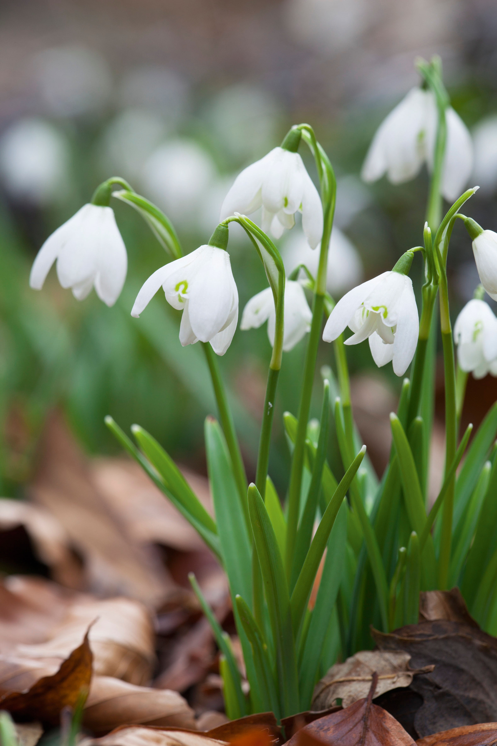 Buy Galanthus nivalis &lsquo;Flore Pleno&rsquo; Bulbs | Double Snowdrop | Sarah Raven