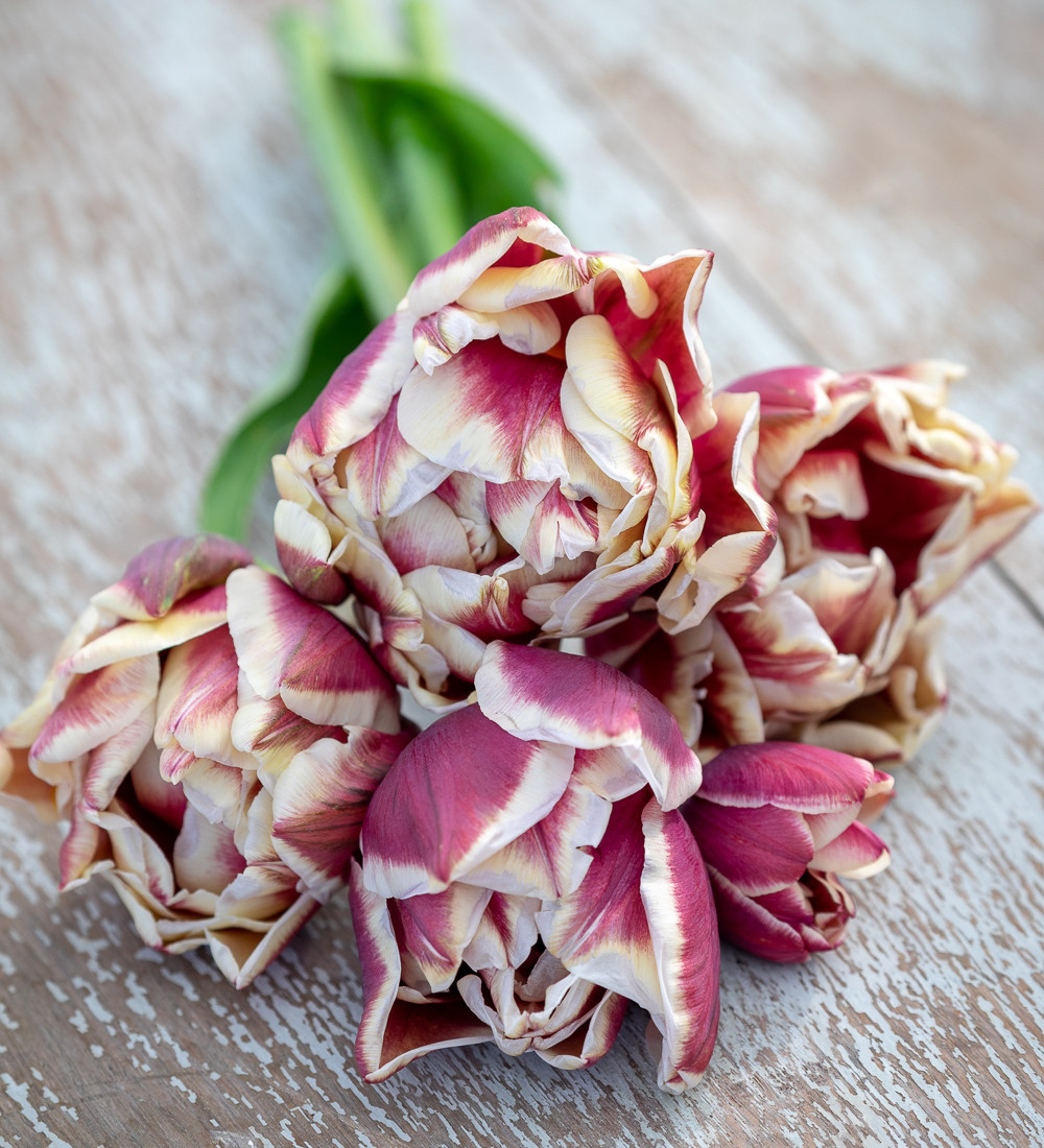 Buy Tulip 'Wyndham' Double Late Tulip Bulbs Sarah Raven