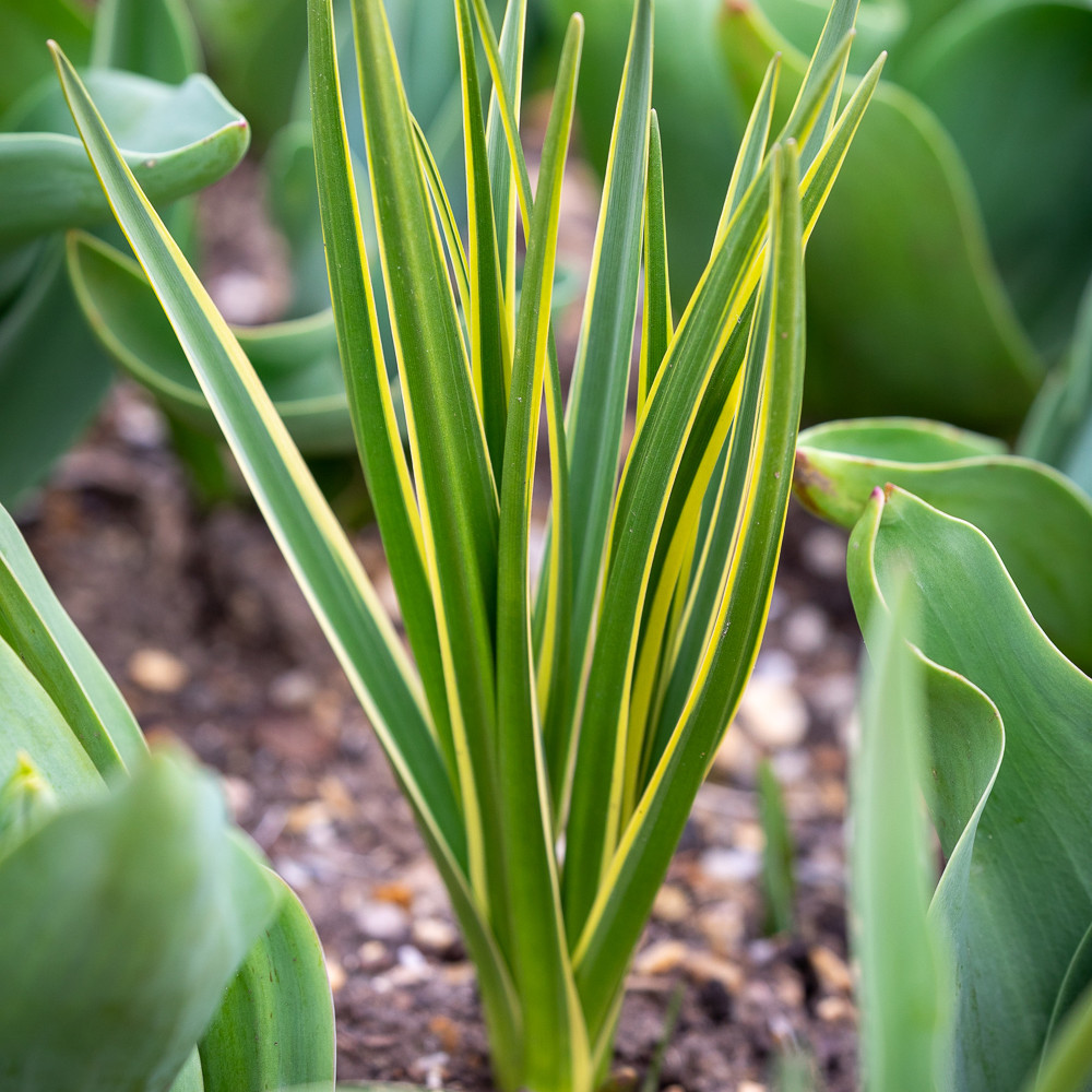 Buy Camassia quamash 'Blue Melody' Indian Hyacinth Bulbs Sarah Raven