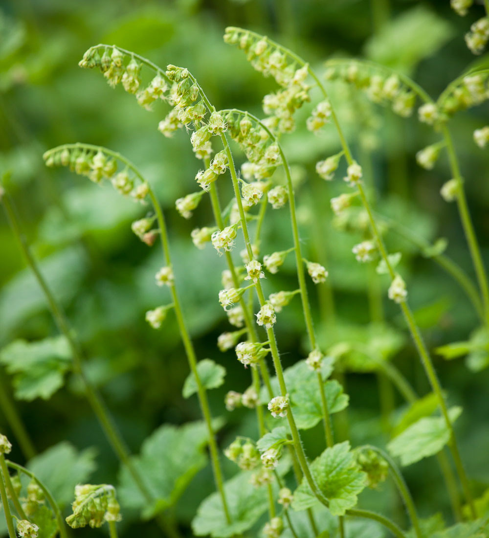 Buy Tellima Grandiflora | Fringe Cups | Sarah Raven