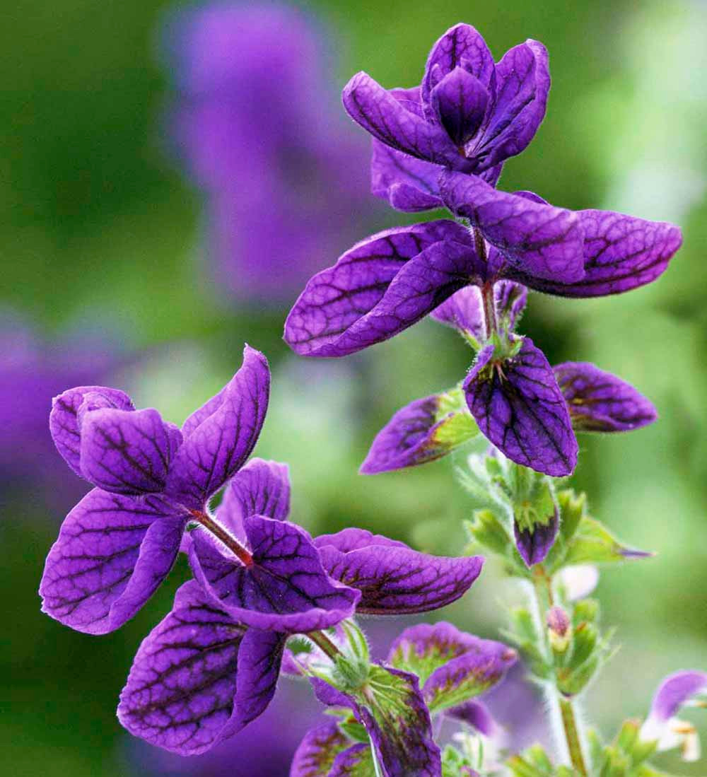 Buy Salvia Viridis 'Blue Monday' Blue Clary Sage Sarah Raven