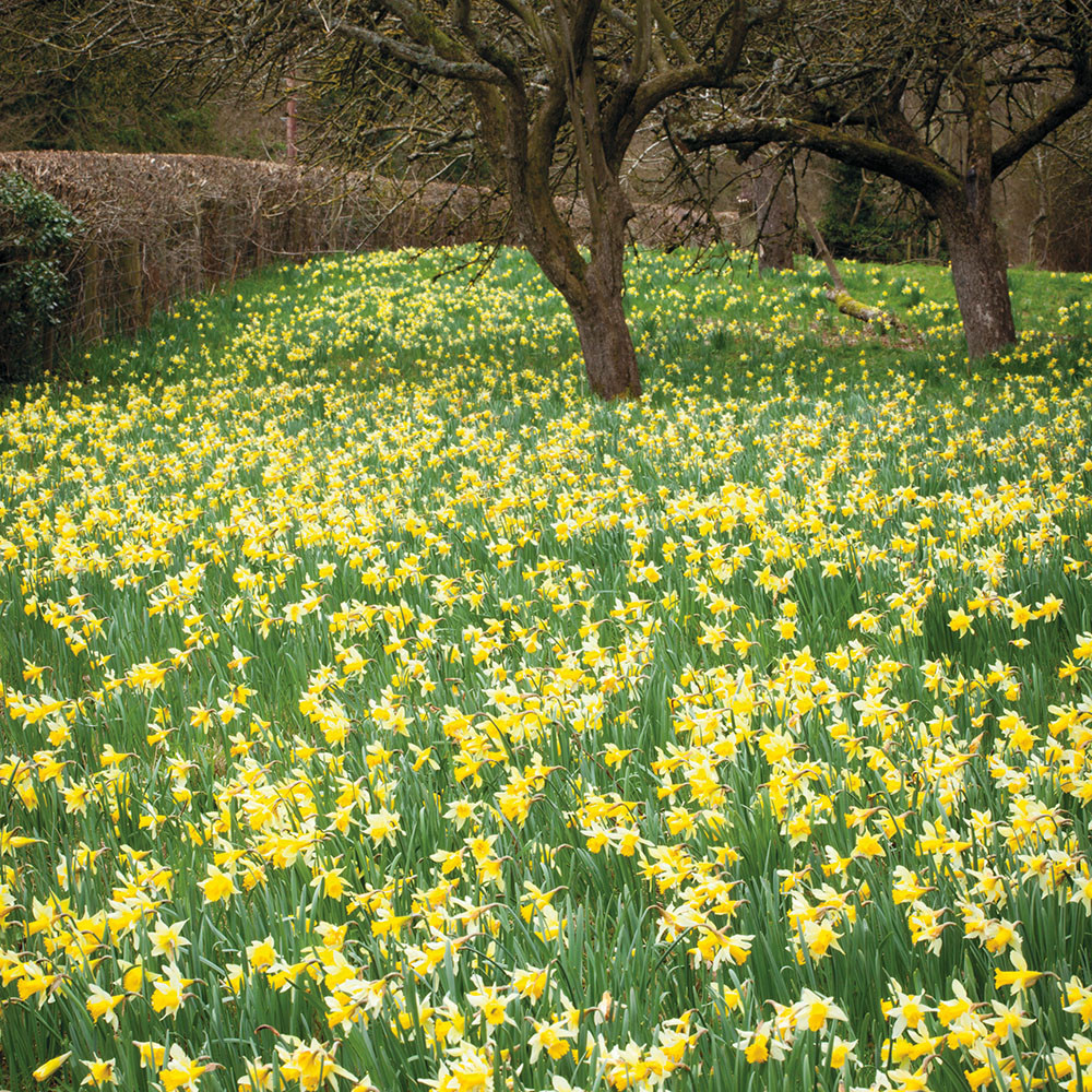 Buy Narcissus pseudonarcissus 'Lobularis' Bulbs Wild Native Daffodils