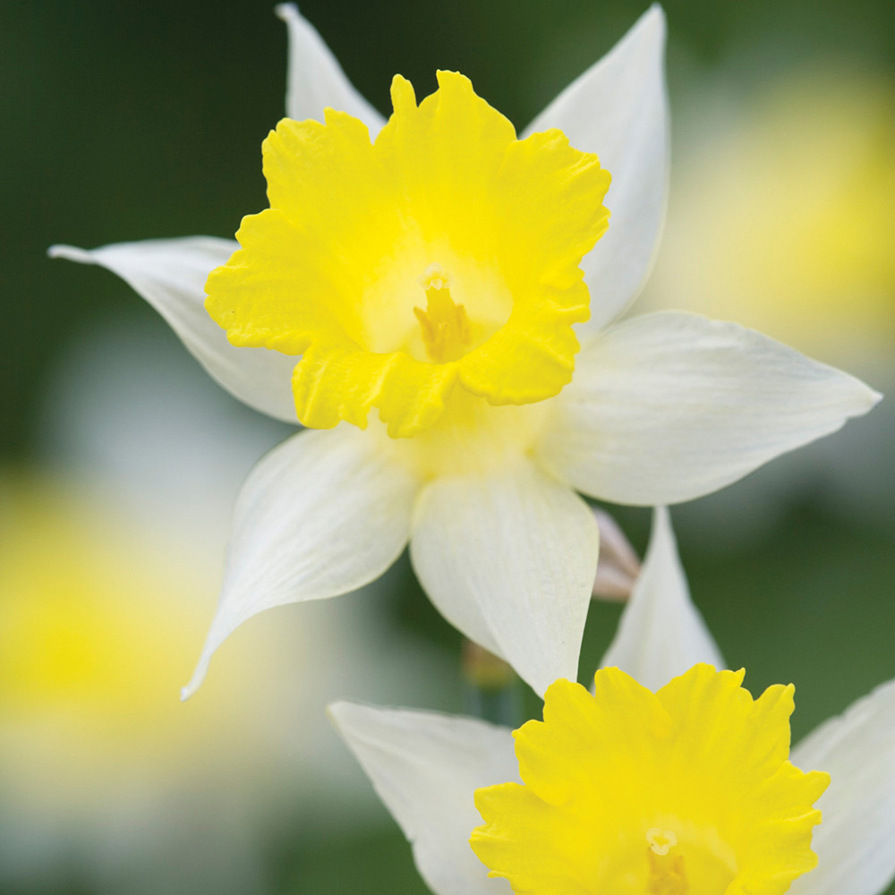 Buy Narcissus pseudonarcissus 'Lobularis' Bulbs Wild Native Daffodils