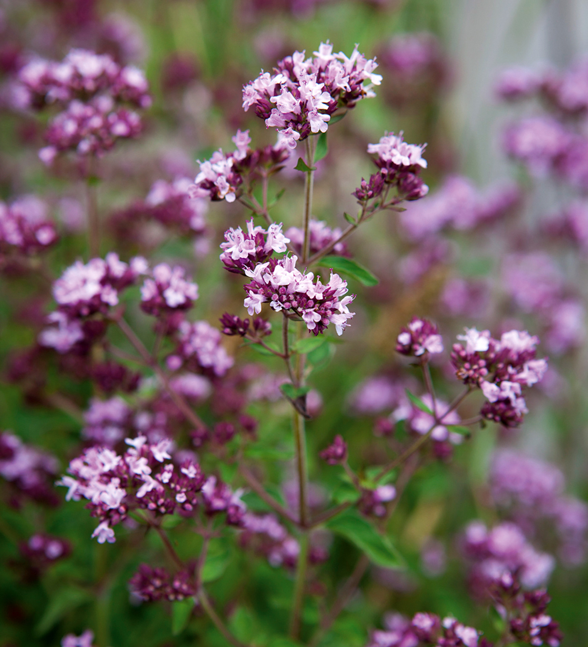 Buy Wild Marjoram Origanum vulgare Sarah Raven