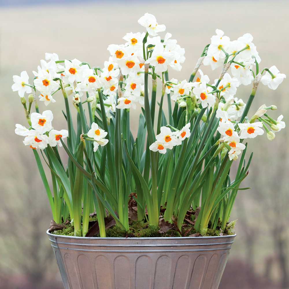 Buy Narcissus 'Cragford' For Forcing Paperwhite Bulbs Sarah Raven