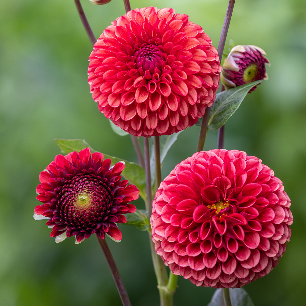 buy-dahlia-copper-boy-orange-ball-group-dahlia-sarah-raven