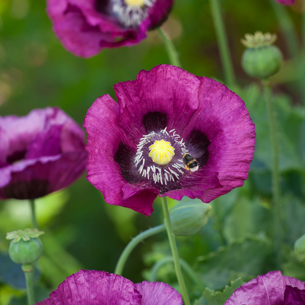 Buy Papaver somniferum 'Dark Plum' | Opium Poppy | Sarah Raven