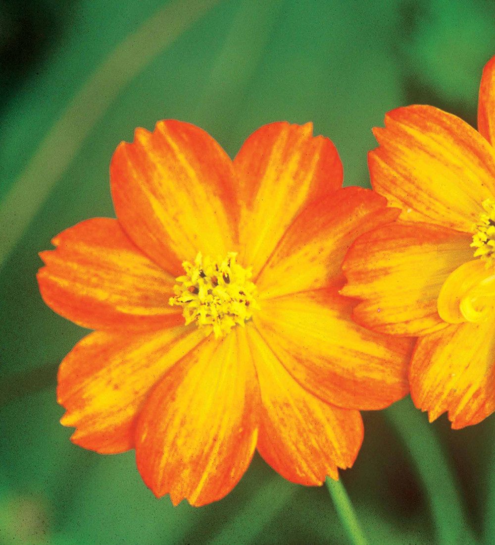 Cosmos sulphureus 'Bright Lights' | Sarah Raven
