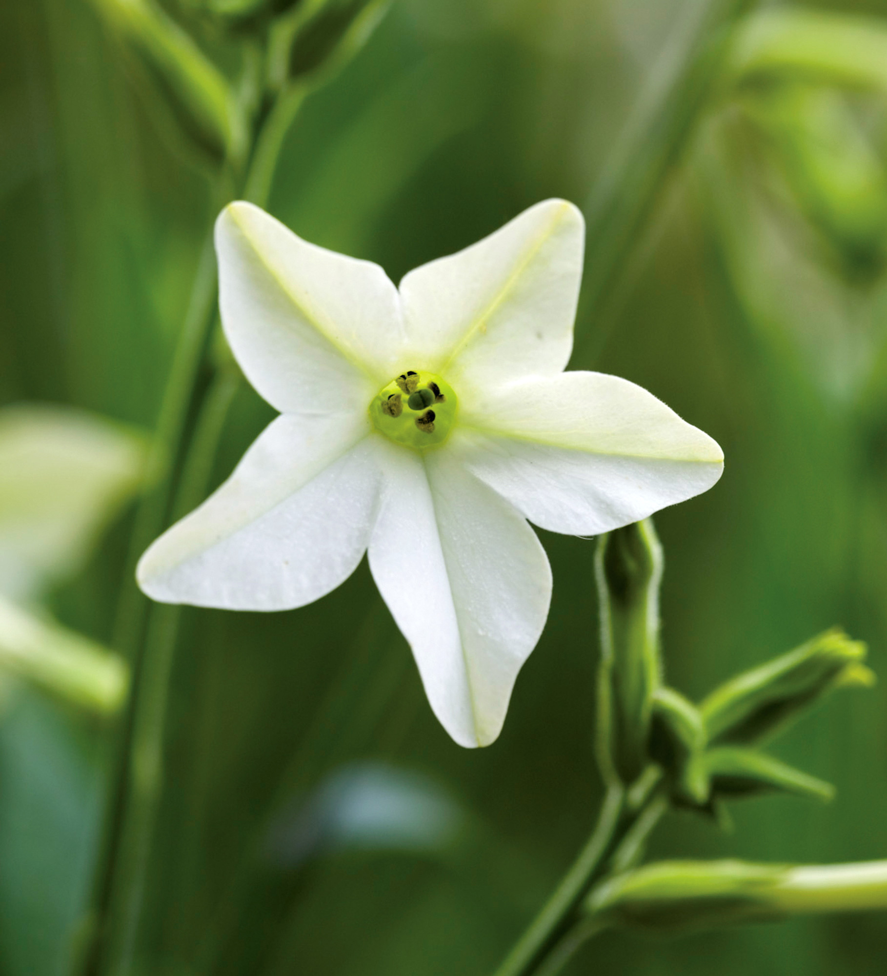 Buy Nicotiana Alata 'Grandiflora' Tobacco Plant Sarah Raven