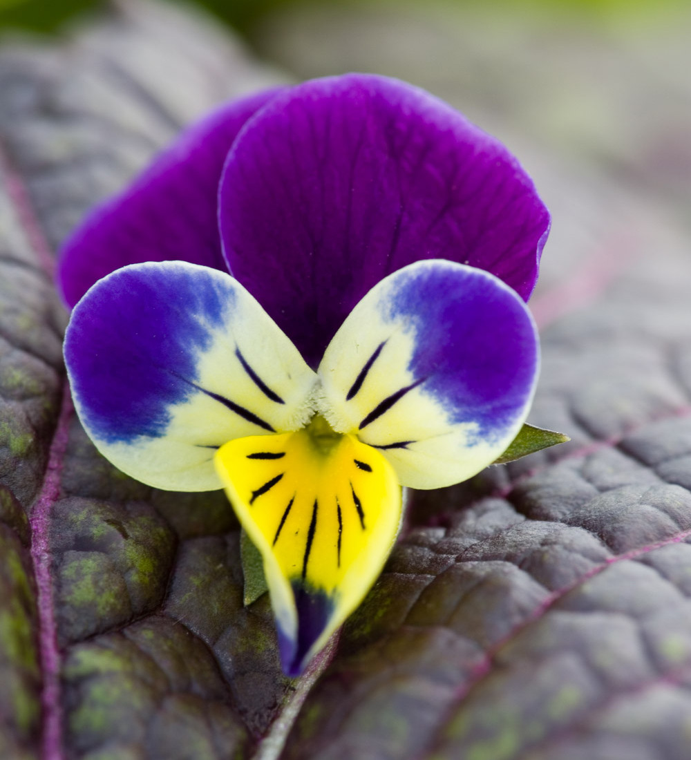 Buy Heart's Ease (Viola tricolor) | Wild Pansy | Sarah Raven