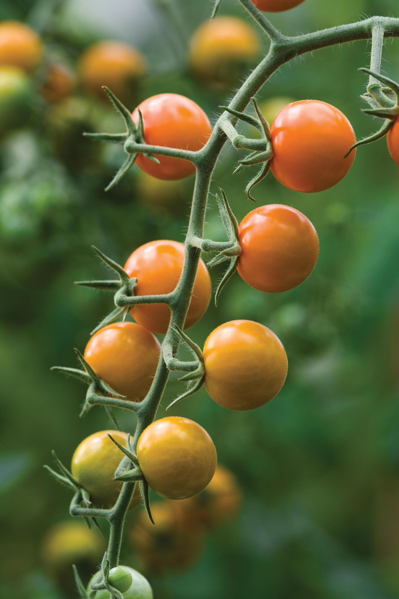 Buy Tomato 'Sungold' | Cherry Tomato | Sarah Raven