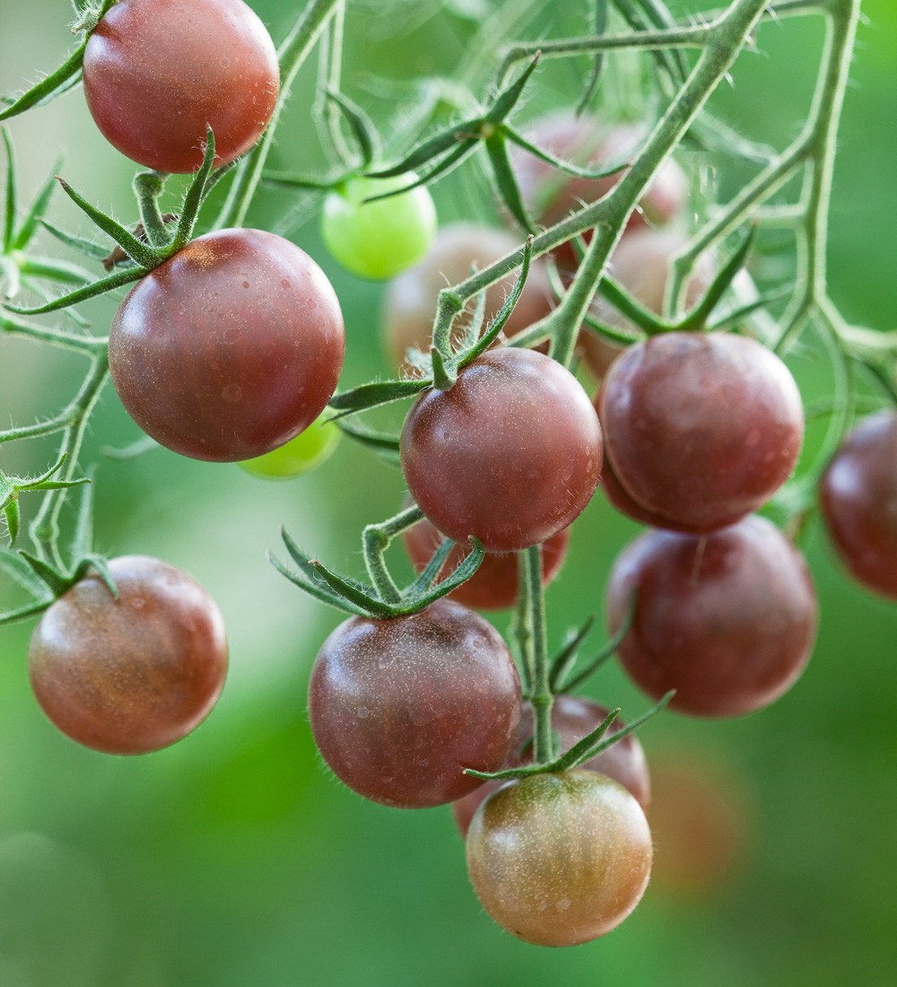 Tomato 'Chocolate Cherry' | Sarah Raven