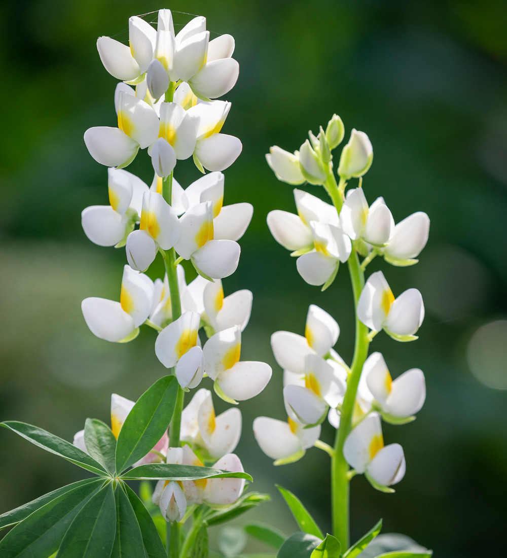 Buy Lupinus mutabilis cruckshankii 'White Javelin' Sarah Raven