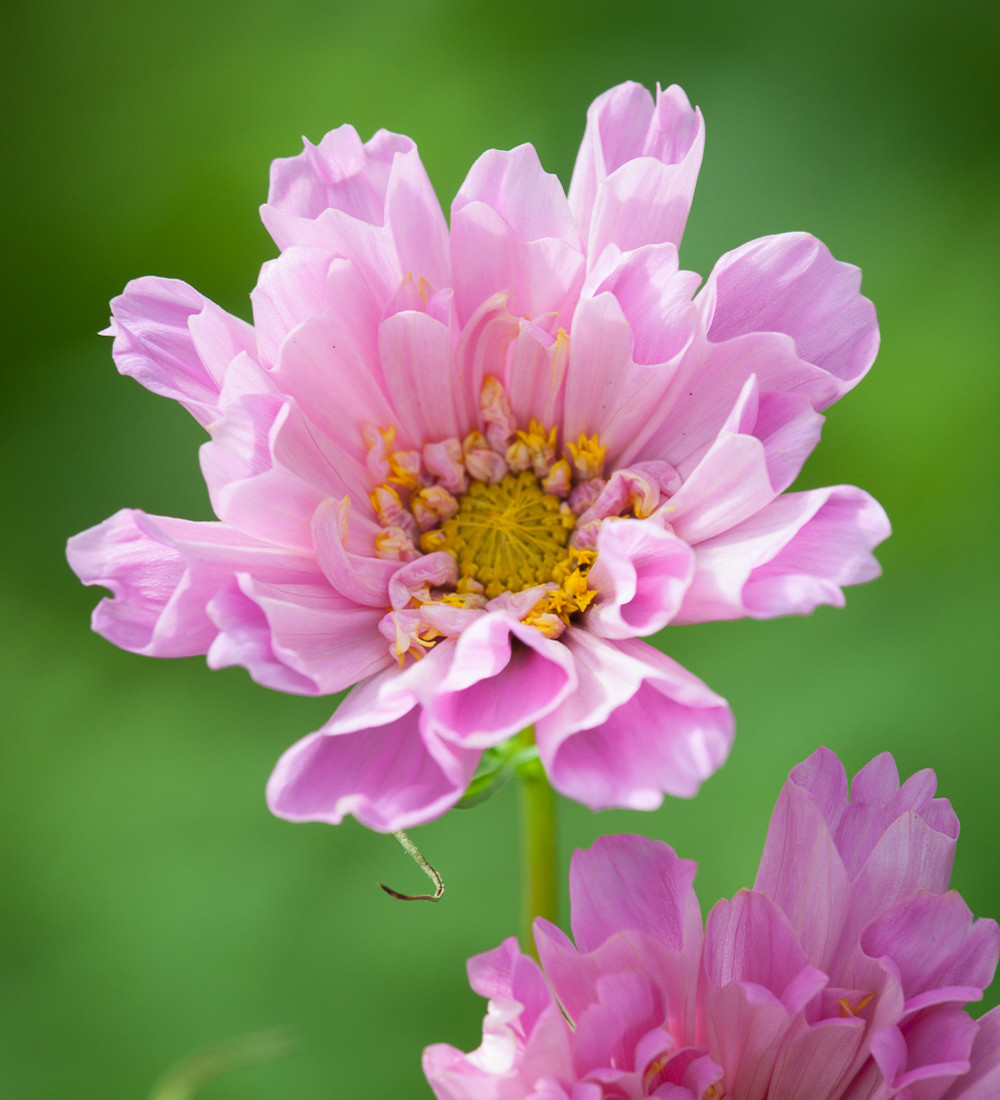 Cosmos 'Double Click Rose Bonbon' | Sarah Raven