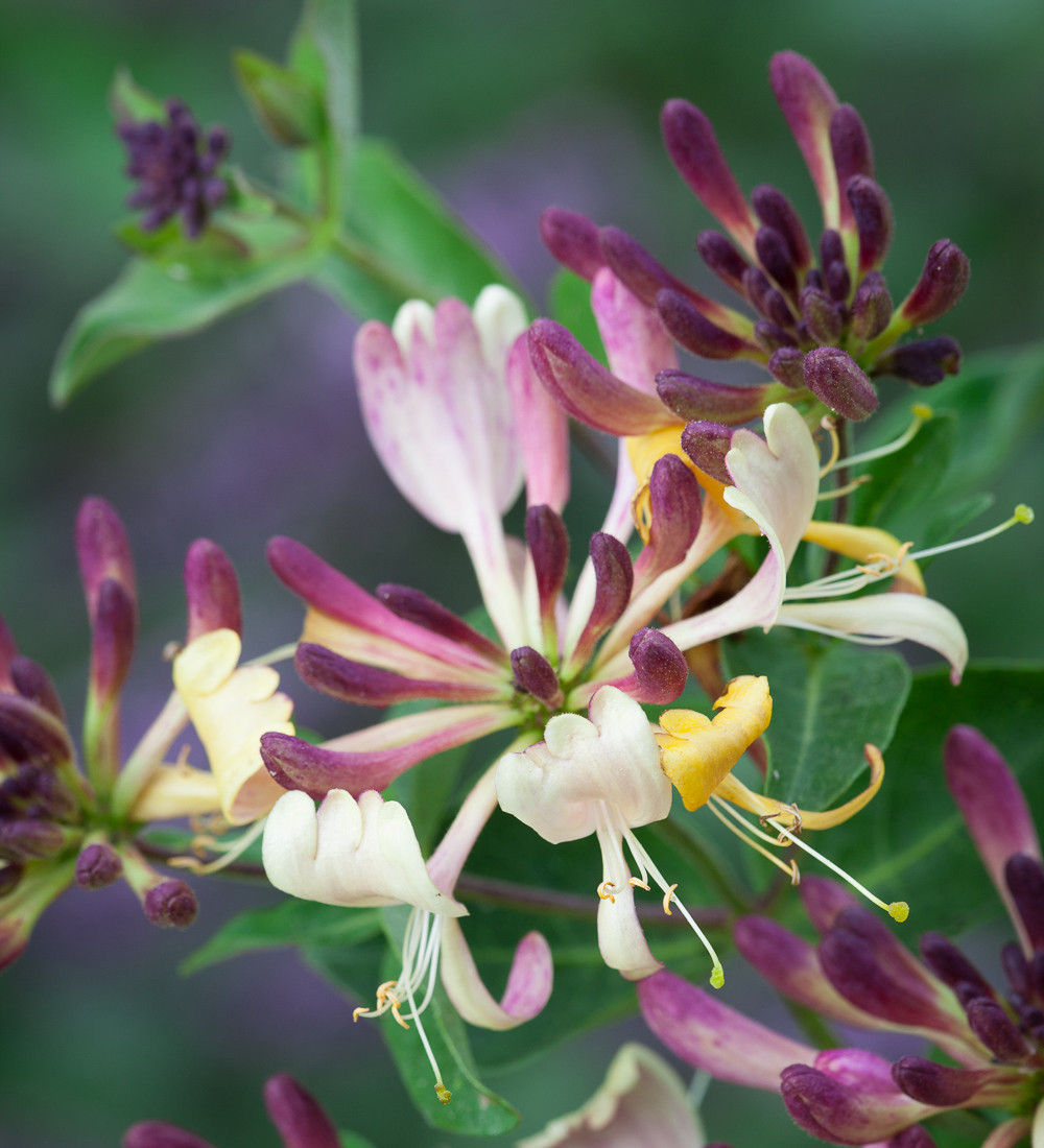 Buy Lonicera periclymenum 'Chic et Choc' | Honeysuckle | Sarah Raven