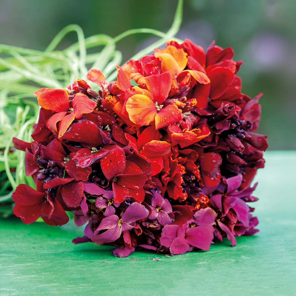 Buy Rich Velvet Wallflower Collection | Sarah Raven