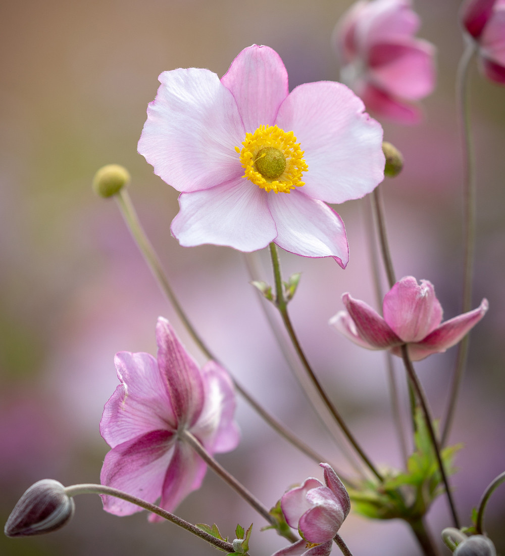 Buy Anemone x hybrida 'Robustissima' | Sarah Raven