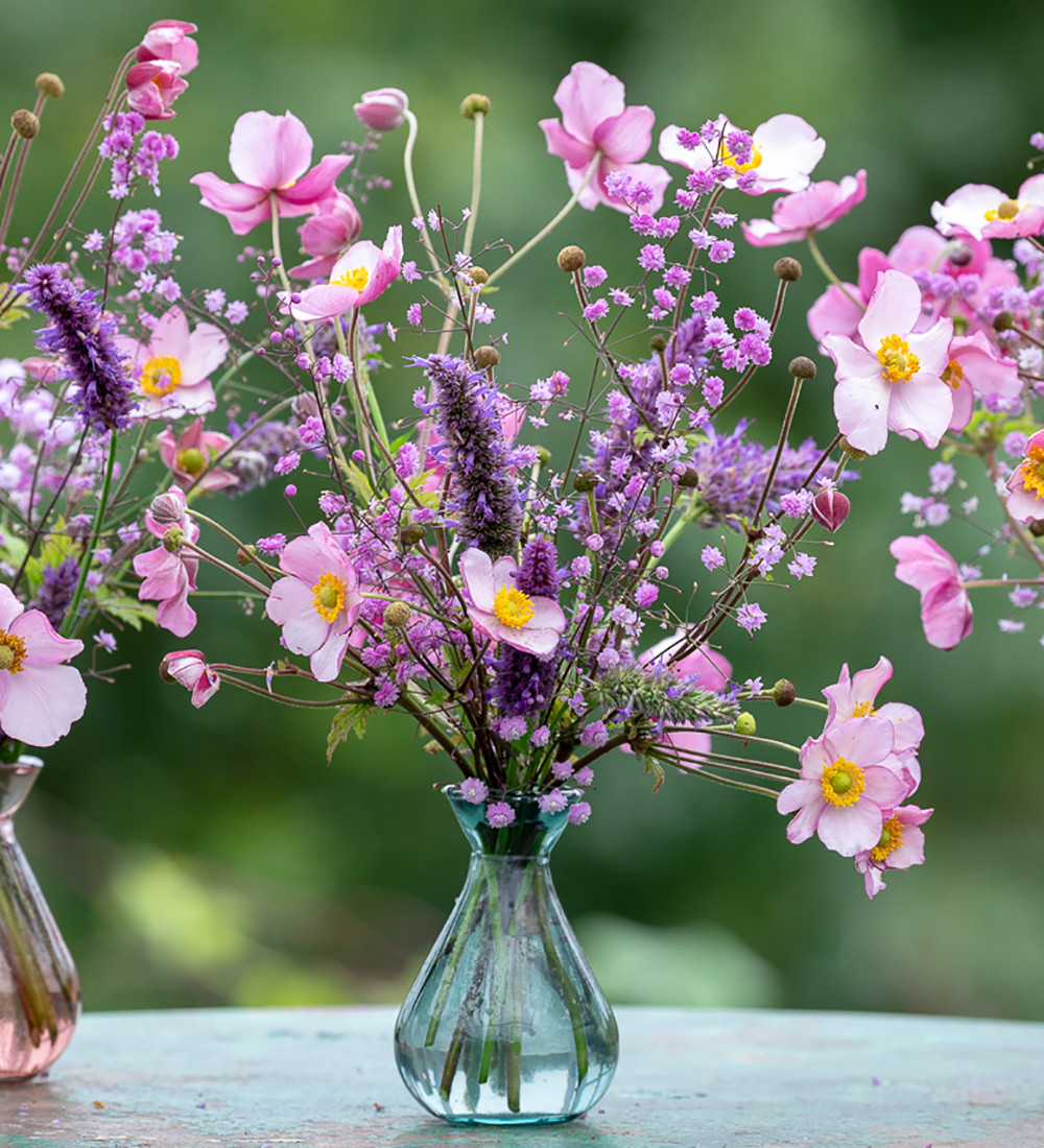 Buy Anemone x hybrida 'Robustissima' | Sarah Raven