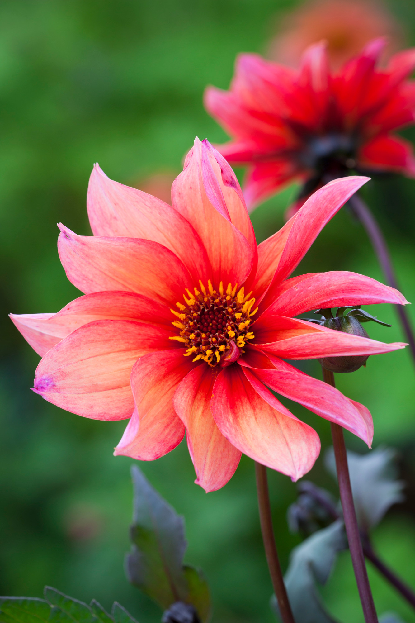 Buy Dahlia 'Waltzing Mathilda' Tubers | Sarah Raven