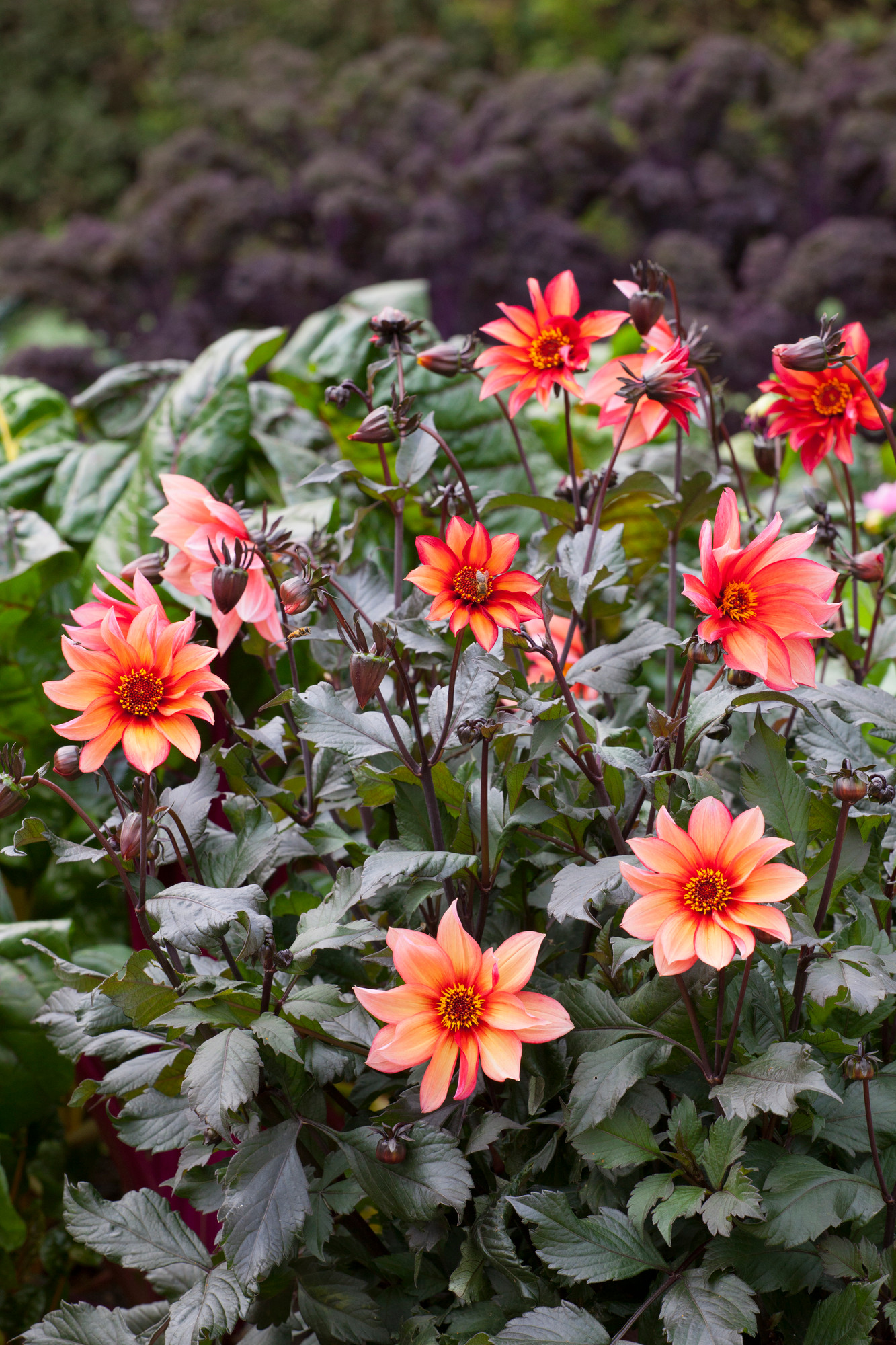 Buy Dahlia 'Waltzing Mathilda' Tubers | Sarah Raven