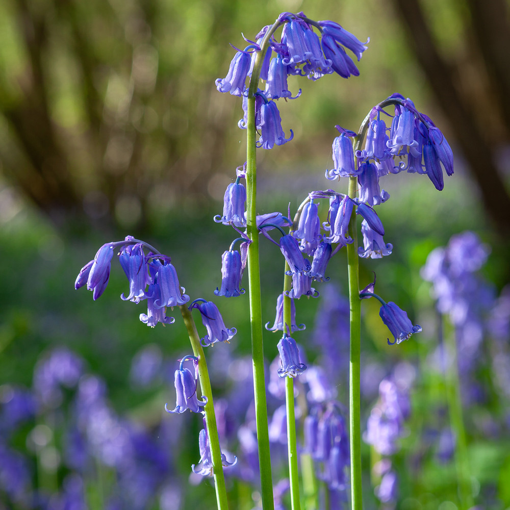 Bluebell！！ Bluebells (Hyacinthoides non scripta) | Sarah Raven